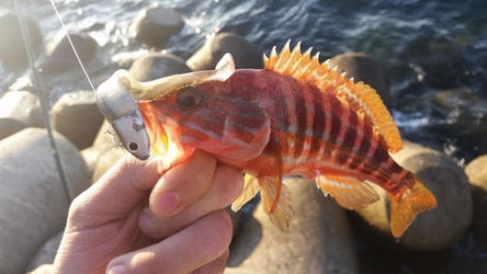 Pesca ao Fundo 
