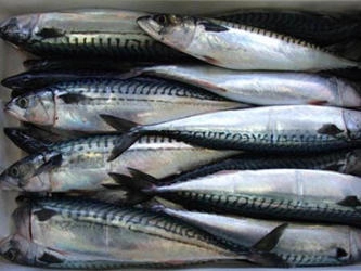 Pesca ao Fundo 