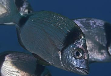 Pesca ao Fundo 