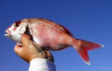 Pesca ao Fundo 