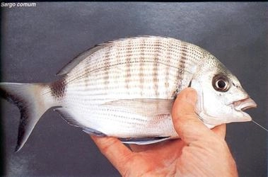 Reef Fishing
